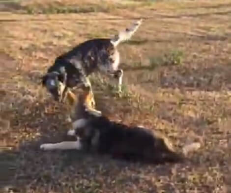 The Rough Housing Between These Two Adorable Pups Is Quite Fun To Watc ...