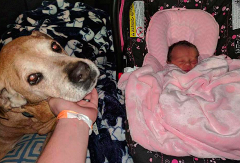 Sick Senior Pup Hangs On To Life So He Can Meet His New Baby Sister...
