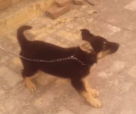 This Adorable Pup Can't Wait For His Backyard Fence To Get Fixed!