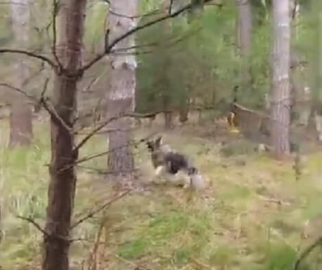 Watch How A Squirrel Outsmarts An Adorable And Enthusiastic Pup!