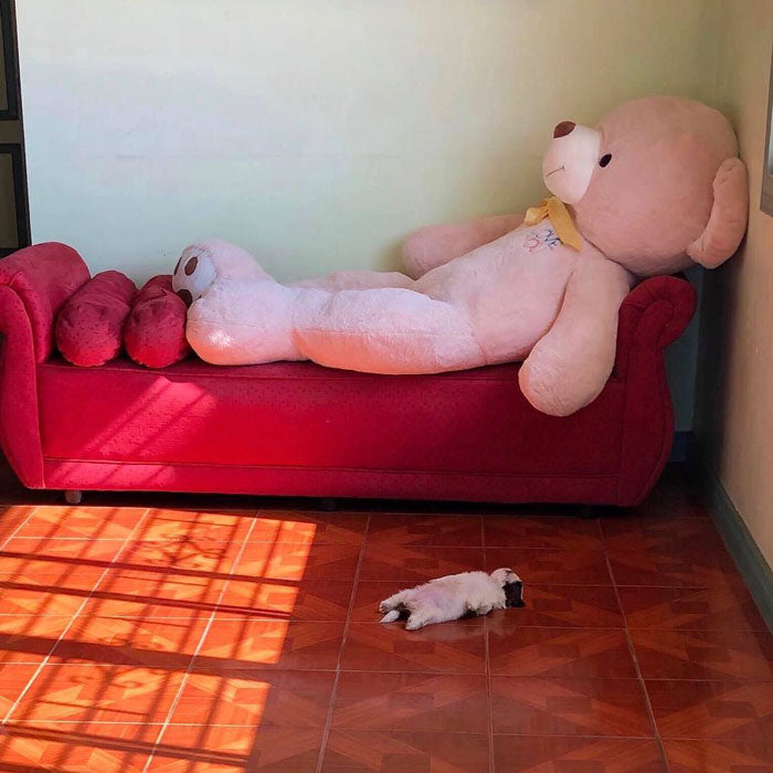 Puppy's Ridiculous Way Of Sleeping Is Going Viral For A Good Reason!