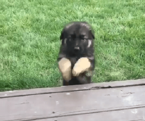 Adorable Pup Trying The Stairs For The First Time Will Melt Your Heart!