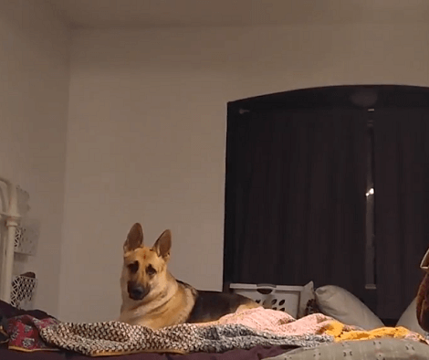 This Adorable Pup Is Having A Weird Day Today! Wait Till You See This!