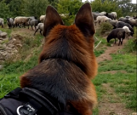 This Adorable Pup Meets Sheep For The First Time And His Reaction Is Epic!