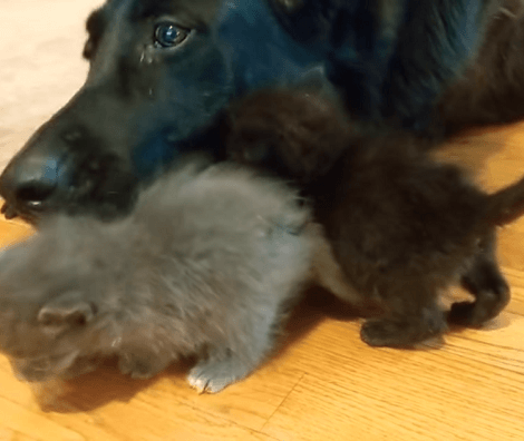 Loving Pup Adopts Heartbroken Kittens Who Recently Lost Their Mother... This Is Heartwarming!