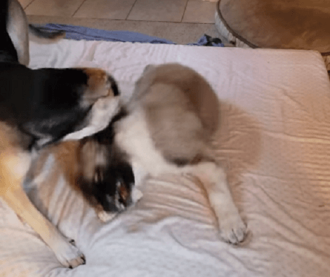 Watch How These Adorable Siblings Play With Each Other At Home! Just Too Cute!