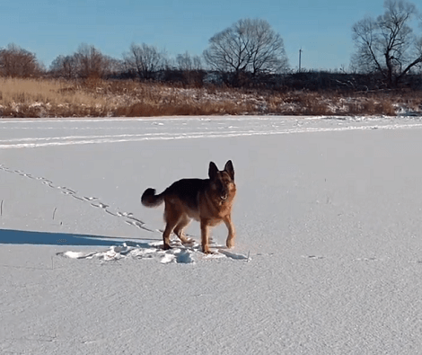 This Adorable Pup Is Having The Time Of Her Life Playing In The Snow!
