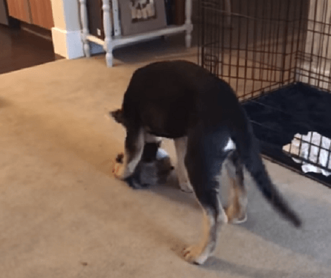 This Adorable Pup Is Head Over Heels In Love With His New Toy! We Love It Too!