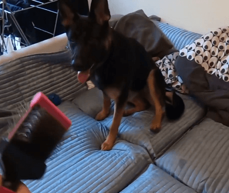 When Your Stubborn Pup Just Won't Let You Brush Her Coat! This Is Just Adorable!