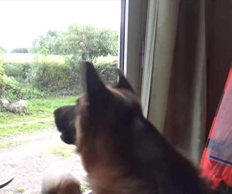 Adorable Pup Spots A T-REX And Immediately Decides Its A Threat To His Family!