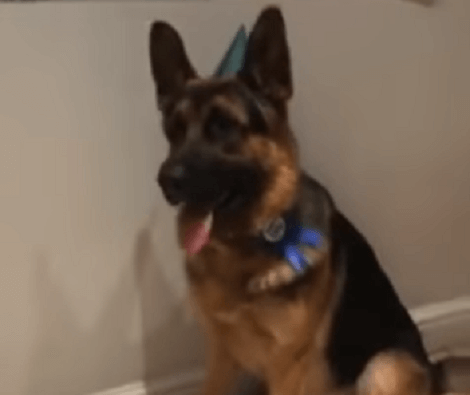 It's This Adorable Pup's Birthday Today And He's About To Receive A Big Surprise!