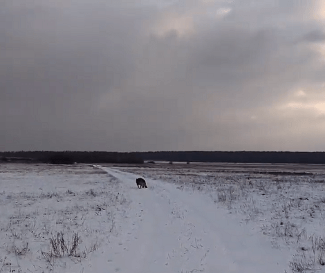 This Adorable Pup Is Having The Time Of His Life In The Nearby Snowy Field!