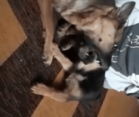 Watch How This Adorable Puppy Plays With Her Mommy! This Is Adorable!