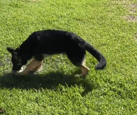 Adorable Pup Discovers A Brand New Waterhole And Now He's Decided To Play In It!