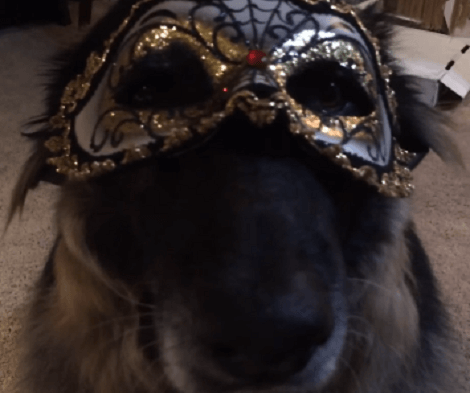 This Adorable Pup Absolutely Loves Wearing Masks! Check Out What She's Dressed As Today!