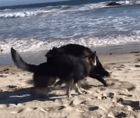 Watch How This Adorable Pup Gets Scared Of Water And Runs Away!