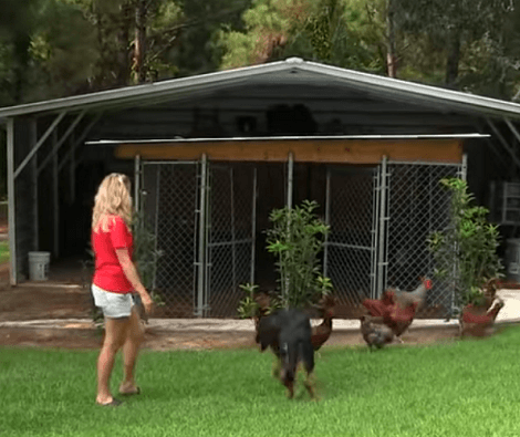 Can Chickens And Pups Co-Exist? You're Going To Love This Video!