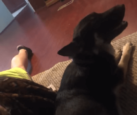 This Adorable Pup Is 6 Weeks Pregnant And She's Getting Along Perfectly Well!