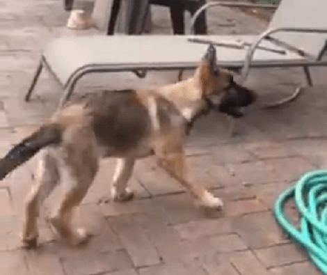When This Adorable Pup Saw A Bumblebee He Knew Exactly What He Needed To Do!