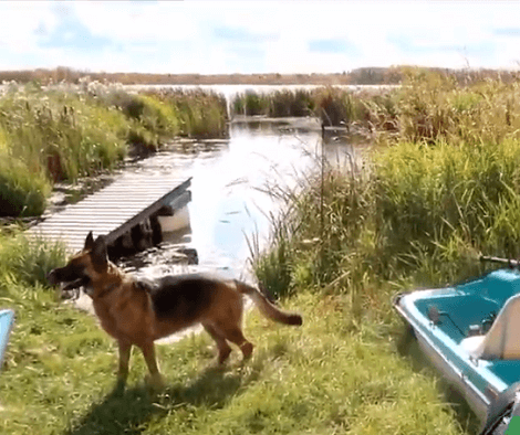 This Adorable Pup Is About To Try Kayaking And It Looks Like A Lot Of Fun!