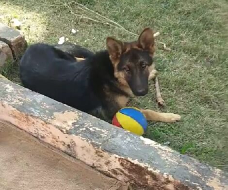Ohh! What's Going On Inside This Adorable Pup's Mind? Check This Out!