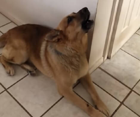 This Adorable Pup Is Singing Right Now And You Don't Want To Miss It!