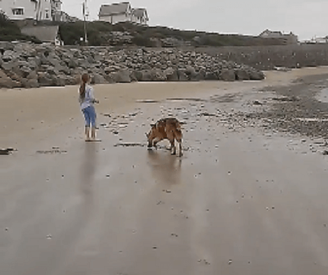 This Adorable Pup Is Going To The Beach And He Definitely Can't Contain Himself!