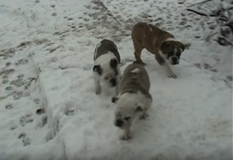 Watch How These Adorable Pups Enjoy The Snow Is Incredible!