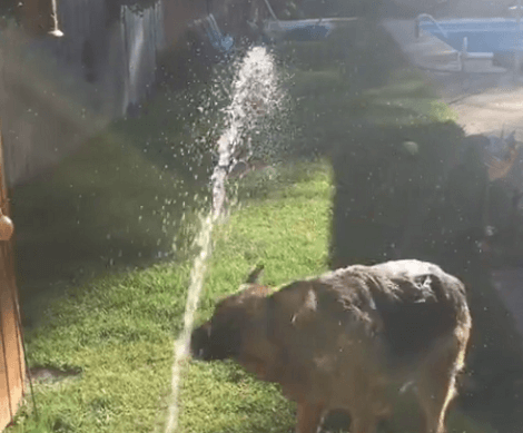 Have You Ever Seen A Pup Trying To Water The Grass? Well This Is Incredible!