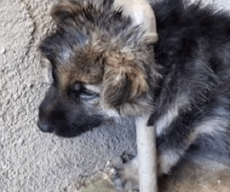 Terrified Pup Stuck Between Wall And Pipe Gets Rescued Just In Time