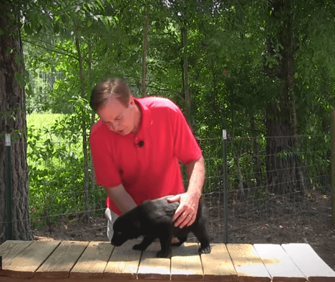 How Do You Build Trust In Your Puppies? This Informational Video Will Explain It All