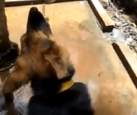 Have You Ever Seen A Puppy Trying To Drink Water From A Water Pump?! Check This Out!