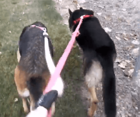 These Adorable Pups Are Looking For Their Forever Loving Homes Together - Let's Help Them!