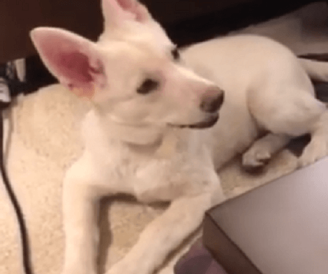 This Adorable Pup Is Howling To Sirens! You Don't Want To Miss This!