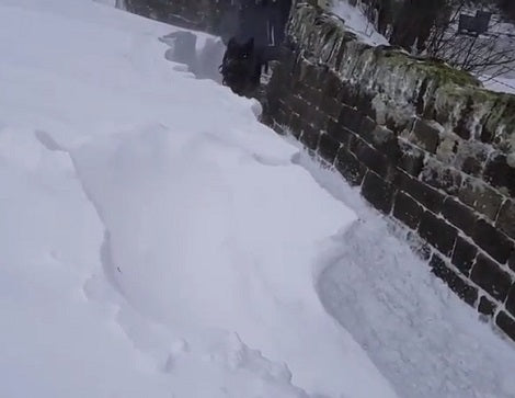 Watch How This Adorable Pup Walks On The Wall To Avoid The Snow!