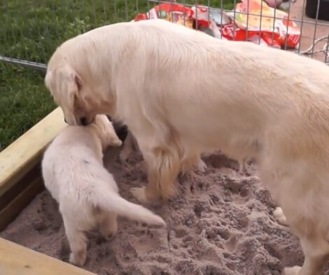 Aww!! This Video Is Going To Fill Your Heart With Love And Happiness!