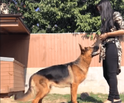 No Wonder This Adorable Pup Enjoys Training Lessons! It's Time To Bond With Mommy!