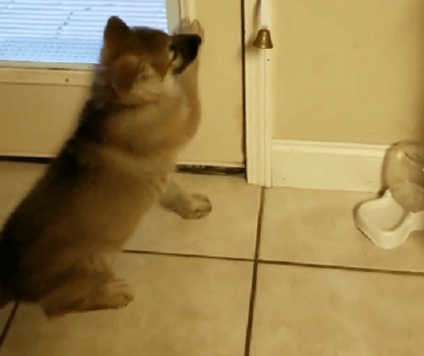This Adorable Pup Is Learning How To Use The Doorbell! Watch This Cuteness!