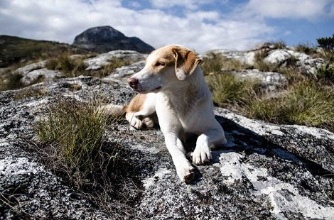 Kind Woman Rescues Abandoned Pup In Africa, Then Does Something Priceless!