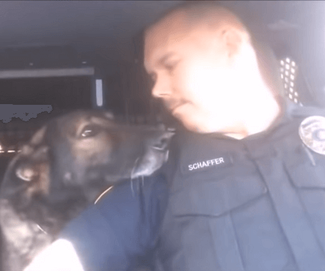 This Adorable Pup Is Retiring From Service! Thank You For Keeping Us Safe!