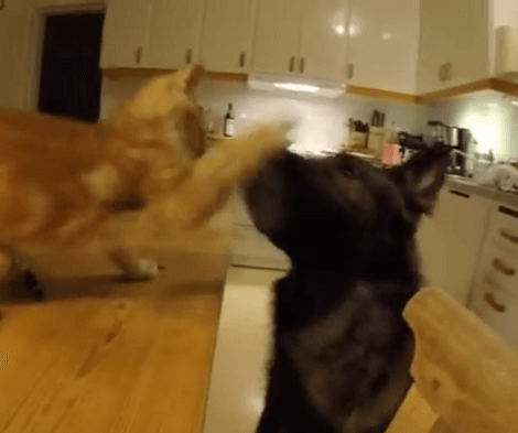 Adorable Pup Desperately Wants The Pen His Cat Sibling Is Playing With!