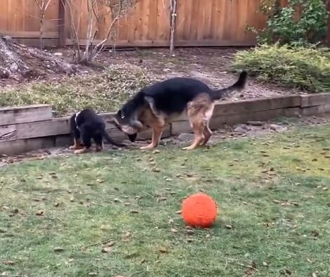 These Adorable Pups Are Having The Time Of Their Lives Playing Outside!
