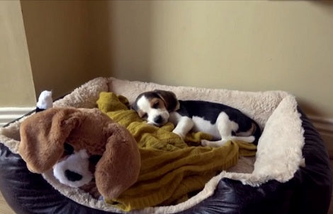Watch How This Adorable Grows Up From 8 To 12 Weeks In Seconds!