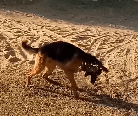 This Adorable Pup Absolutely Loves Playing With Water! See How Much Fun He's Having!