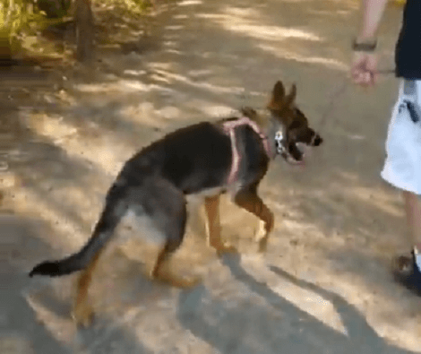 This Adorable Pup Is Taking A Walk In The Memorial Park With Mom And Dad!