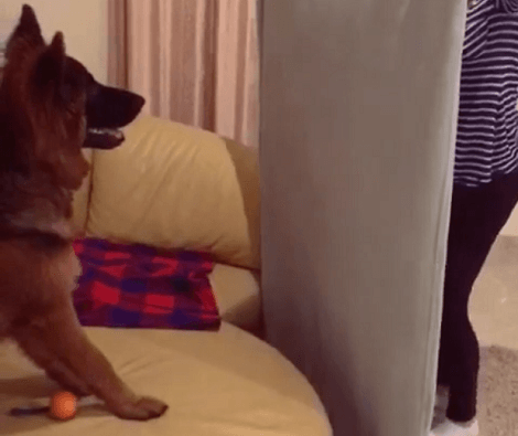 This Adorable Pup Is About To See A Challenge And You'll Love It!