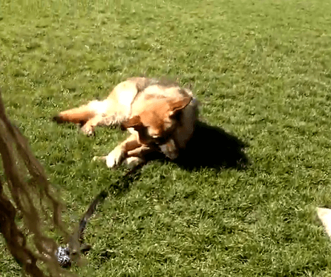 These Adorable Pups Are Still Learning The Concept Of Sharing! Check This Out!