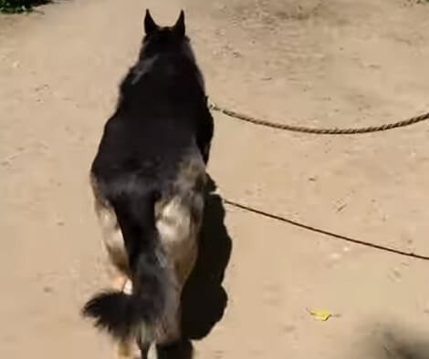 This Adorable Pup Is Going Hiking Today And We're Excited For Her!