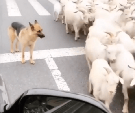 Have You Ever Seen A Pup Herd Sheep Like A Superstar?! You've Gotta See This!