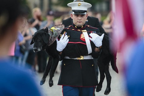 Half The World Was In Tears When Marine Dog With Cancer Bid His Final Farewell